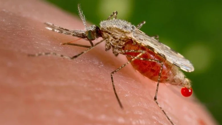 Health experts confident malaria in SA can be eliminated by 2023