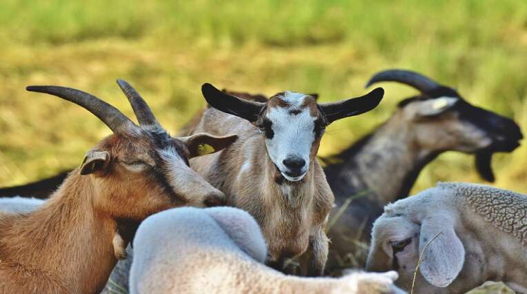 Kimberley Stock Theft Unit recover goats worth R315 000