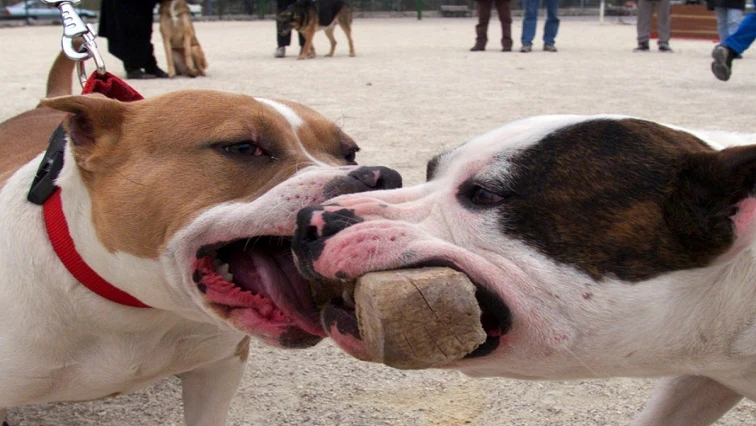 Pitbull lovers defend the breed