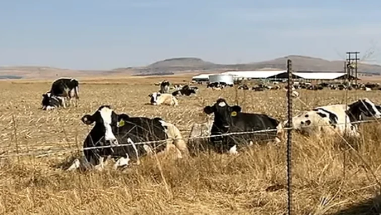DA files application for beneficiaries to be recognised in Vrede Dairy project