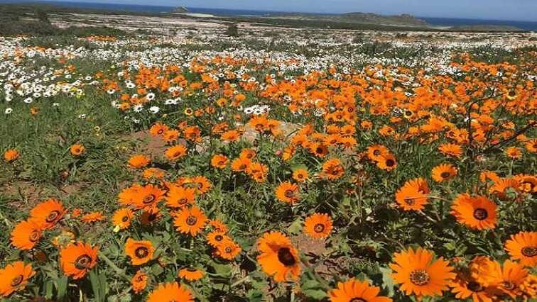 West Coast National Park’s flowers in full bloom