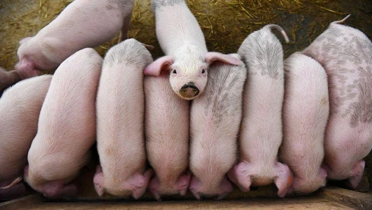 Eastern Cape monitors suspected pig disease outbreak