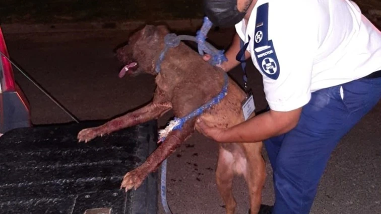 Western Cape SPCA on high alert as Level 8 weather warning looms