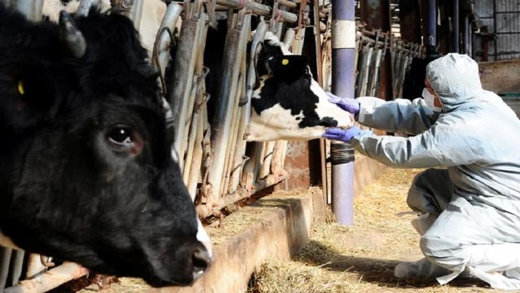 ‘Red meat industry threatened by foot and mouth disease’
