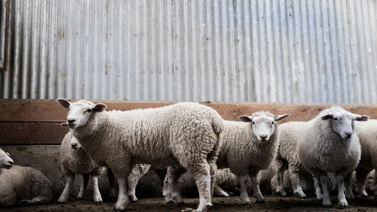 MEC concerned about stock theft in Eastern Cape