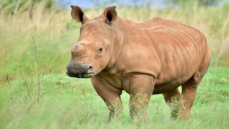 Rhino dehorning initiative yields positive results in KZN Parks