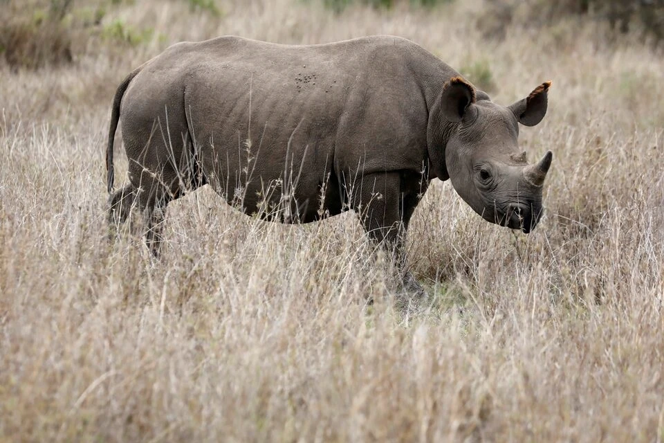 Kenya relocates endangered black rhinos in conservation bid