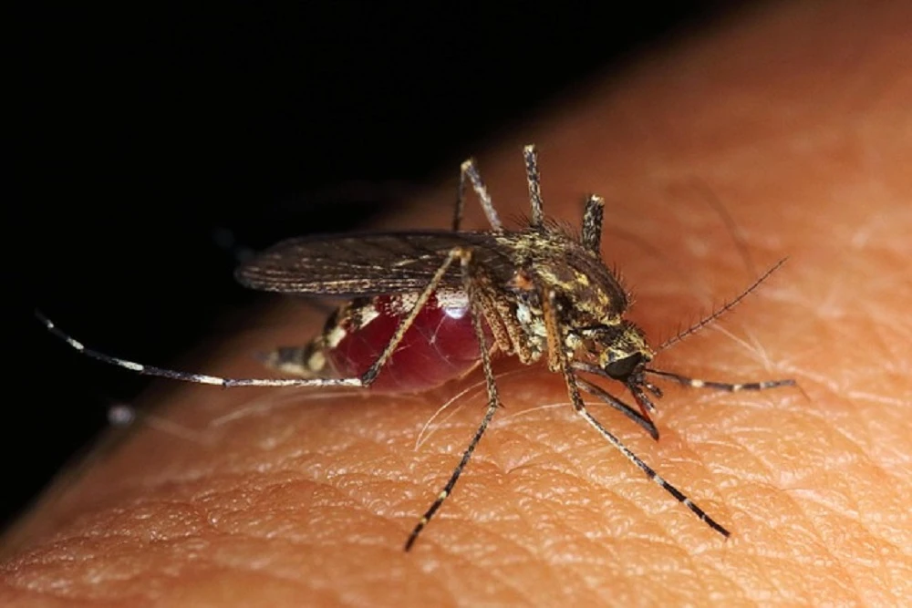 Gauteng malaria outbreak claims 11 lives since January