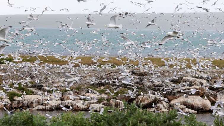 UN agency concerned about spread of bird flu in Asia-Pacific