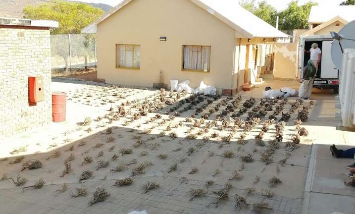 Three arrested for possession of endangered plants worth R500 000