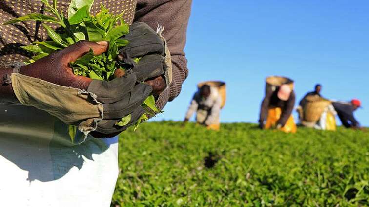 Farmers urged to consider insurance cover for crops