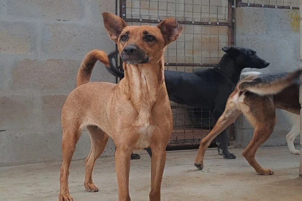 Khayelitsha animal welfare clinic on sterilisation drive