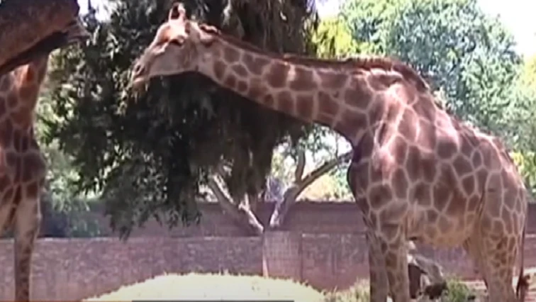 Pretoria Zoo welcomes giraffe calf