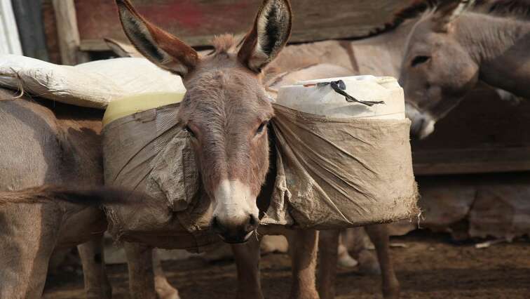 Donkey suspected of having rabies bites residents