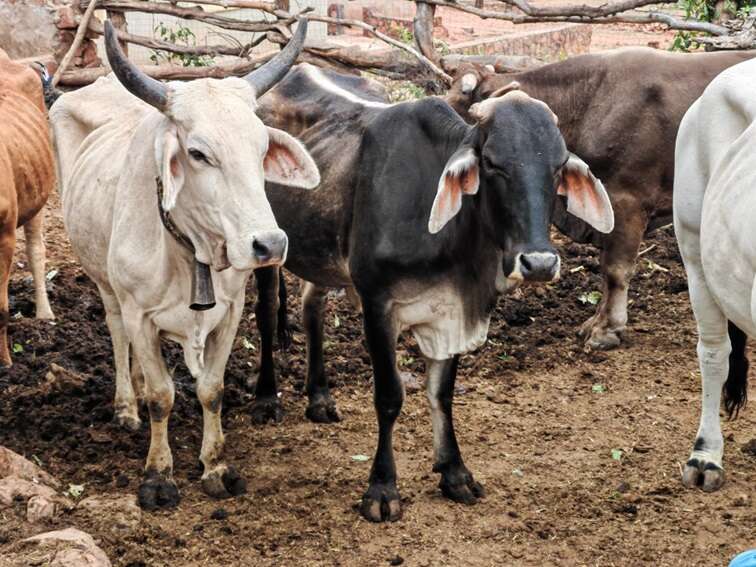 Limpopo dry weather conditions causing havoc for small-scale farmers