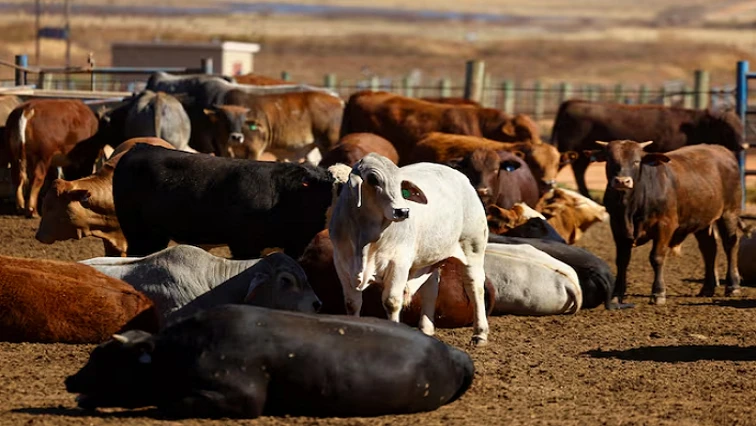Steenhuisen secures FMD vaccine supply in Argentina
