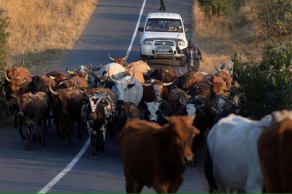 Calls for stronger action on foot-and-mouth outbreak