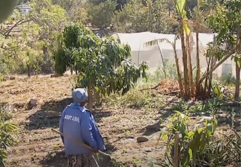 Mahlathini Foundation helps Sekororo farmers grow organic crops