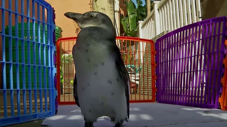 African penguin “Charlie” recovering at uShaka after shark attack