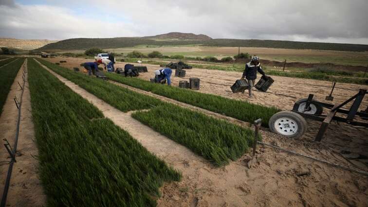 Rooibos industry pays first tranche of funds to SA San Council