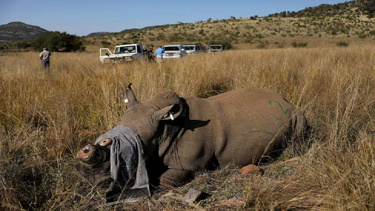 Conservation groups blame weak prison sentences for wildlife crime