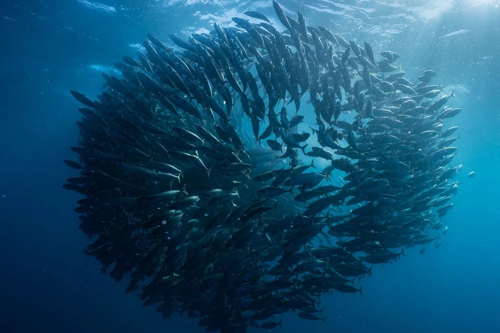 Sardine run expected to move closer to Durban shores in coming weeks