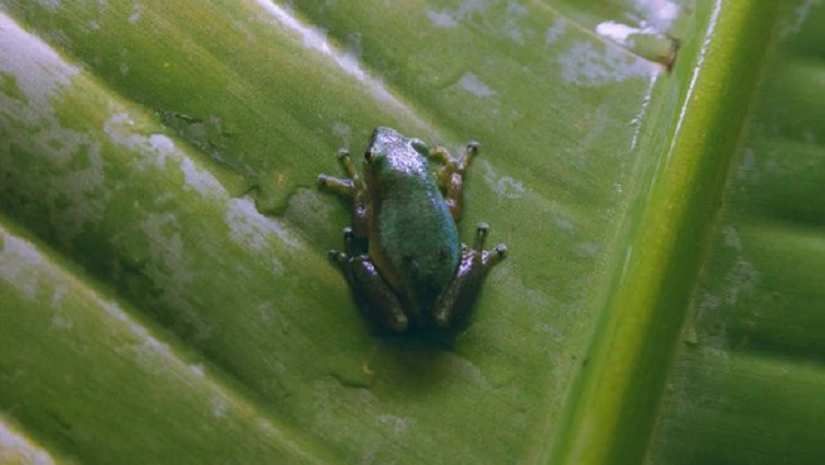 Pickersgill Reed frog reintroduced to its natural habitat