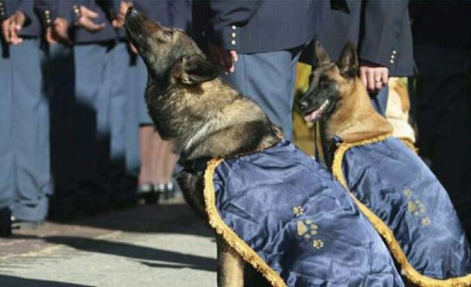 Western Cape praises Mossel Bay K9 Unit for drug, crime successes