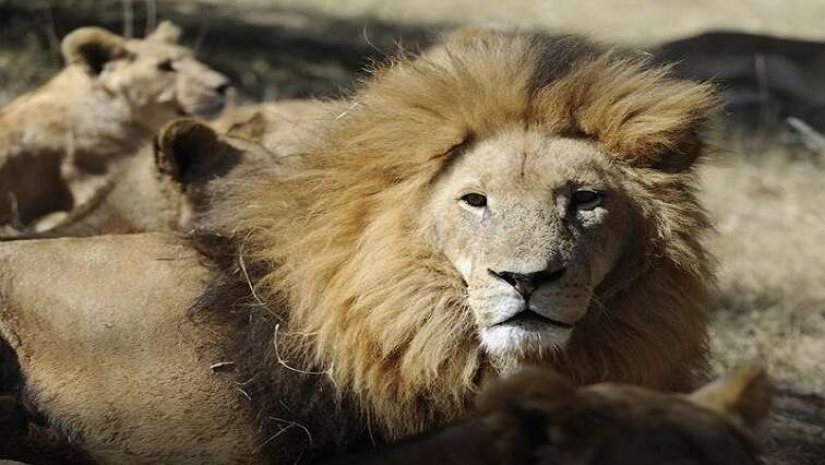 EMS Foundation urges government to ban lion bones trade