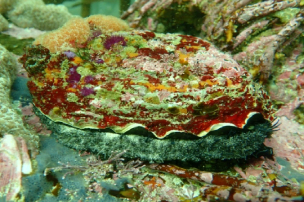 11 alleged abalone poachers and smugglers arrested in WC
