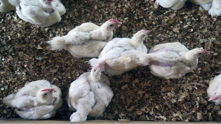 Poultry mass vaccination planned for bird flu prevention