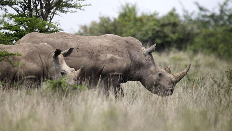 Rhino dehorning is not the answer to poaching problem: Singh