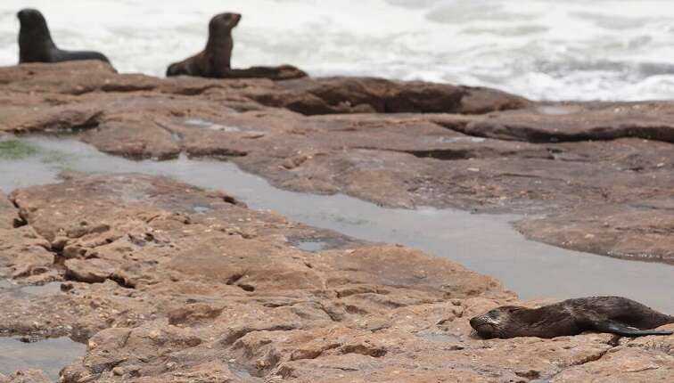 Jackals suspected to have spread rabies to Cape fur seals