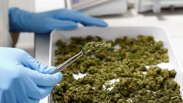 Cannabis business owners want more collaboration with government