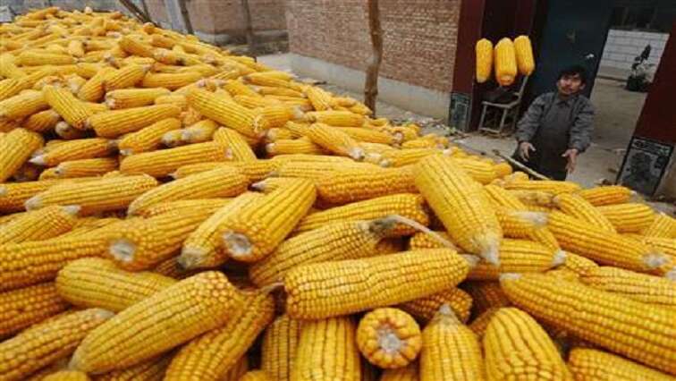 Improvement in maize production expected due to excellent rains