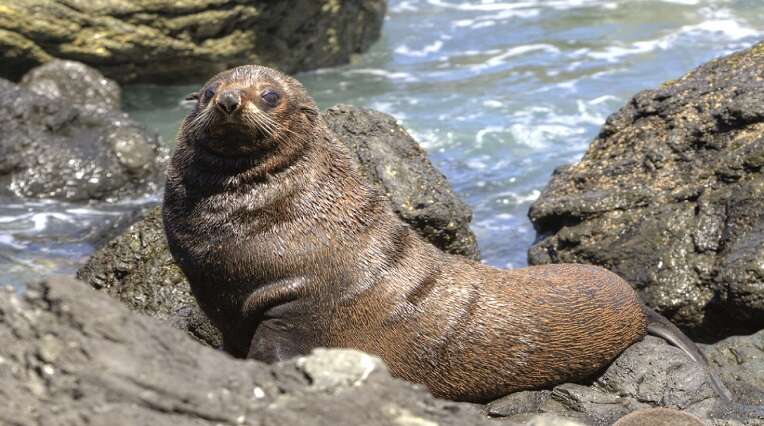 Concerns over the harassment of Cape fur seals