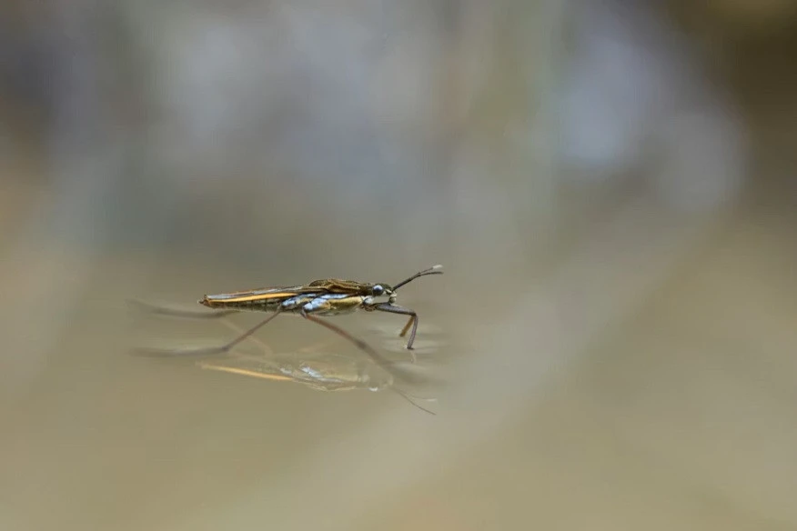 Mpumalanga urges cross border collaboration to curb malaria outbreak