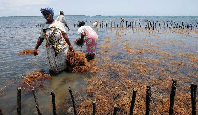 Seaweed farming brings hope to Kenyan villagers hit by climate change