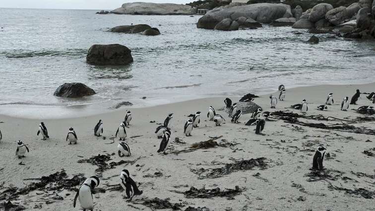 SANCCOB taking action against closure of penguin feeding grounds