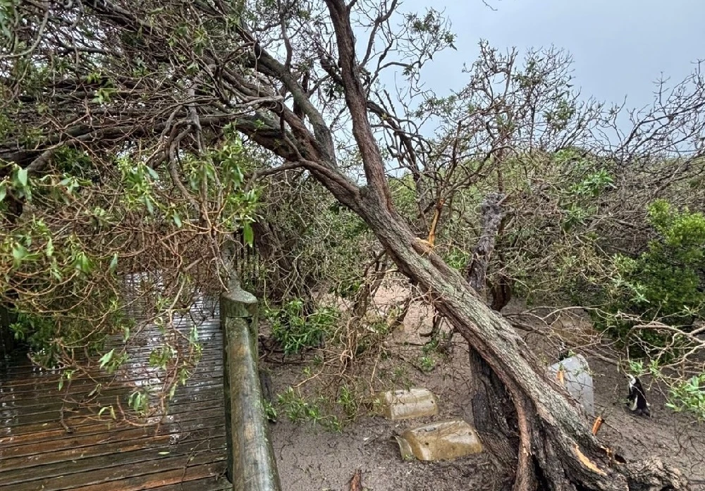 Three dead in Cape Town as severe winds and rainfall lash region