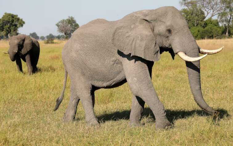 North West studies scientific methods to manage Madikwe’s elephants