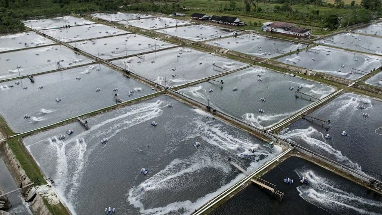 Hit by US tariffs, Indonesia plans to sell shrimp to China instead