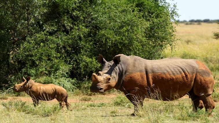 Govt attributes reduction in rhino poaching to dehorning