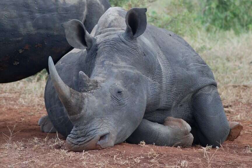 Only 16 000 rhinos left in South Africa – Rhino Foundation