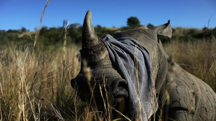 SANParks launches programme to protect rhino