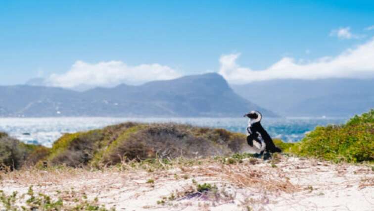 Western Cape sees exponential growth in tourism sector