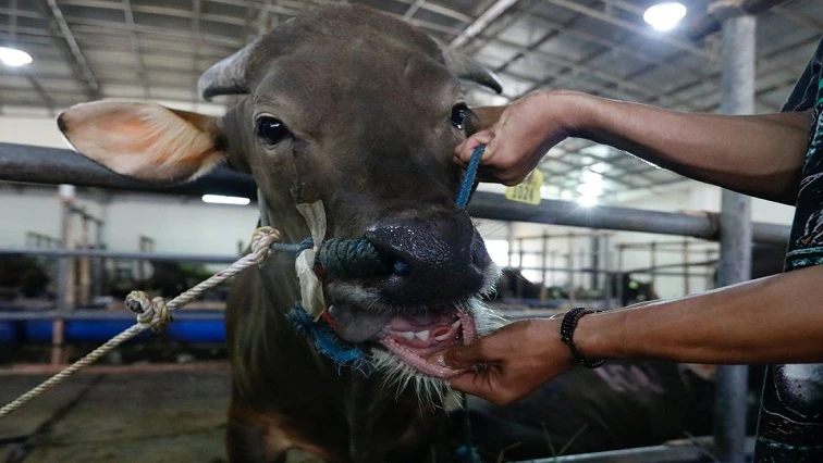 Garden Route district reports no new foot and mouth disease cases
