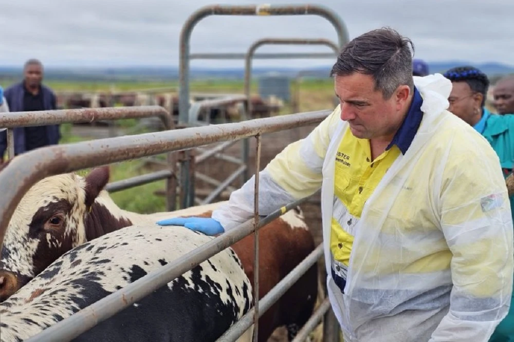 Steenhuisen calls on provinces to speed up FMD vaccinations