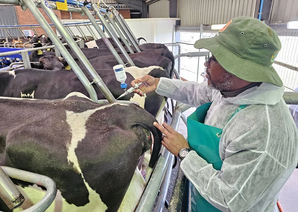 Limpopo DA raises alarm over FMD vaccination record failures