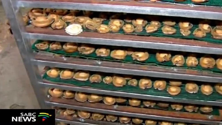 Three arrested in R2.5m abalone bust in Cape Town